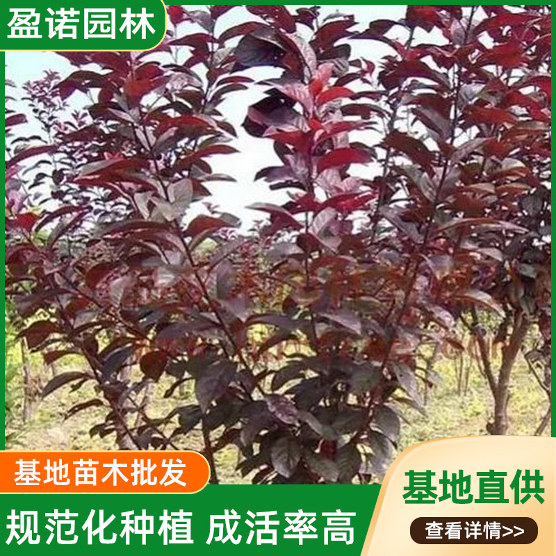 苗圃现挖红叶李价格实在紫叶李工程苗绿化树苗行道树苗红紫叶李树