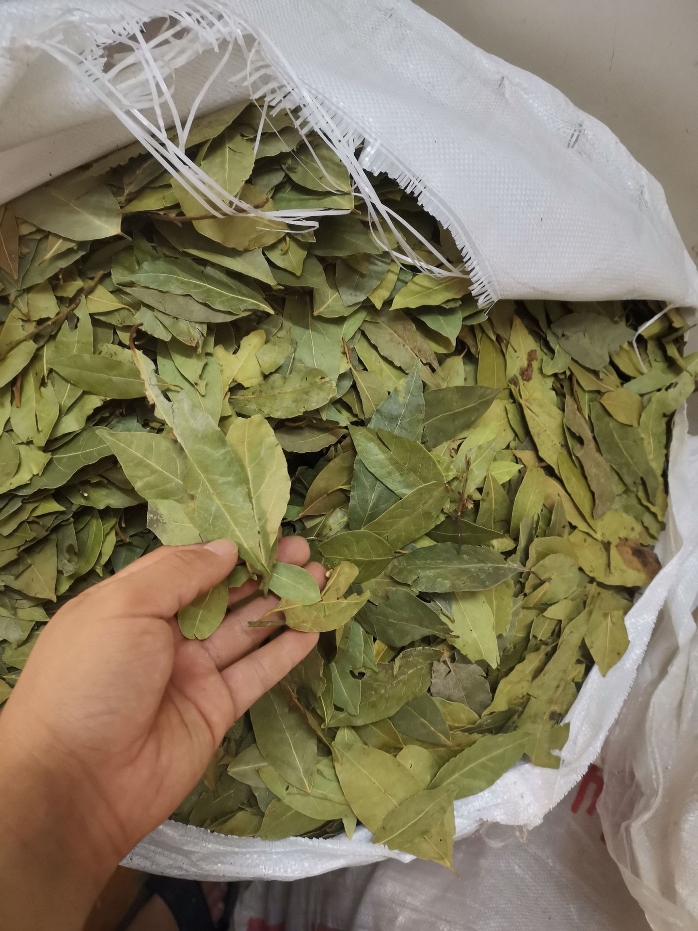 新货特绿香叶大片无碎调香月桂叶炖肉调味香辛料