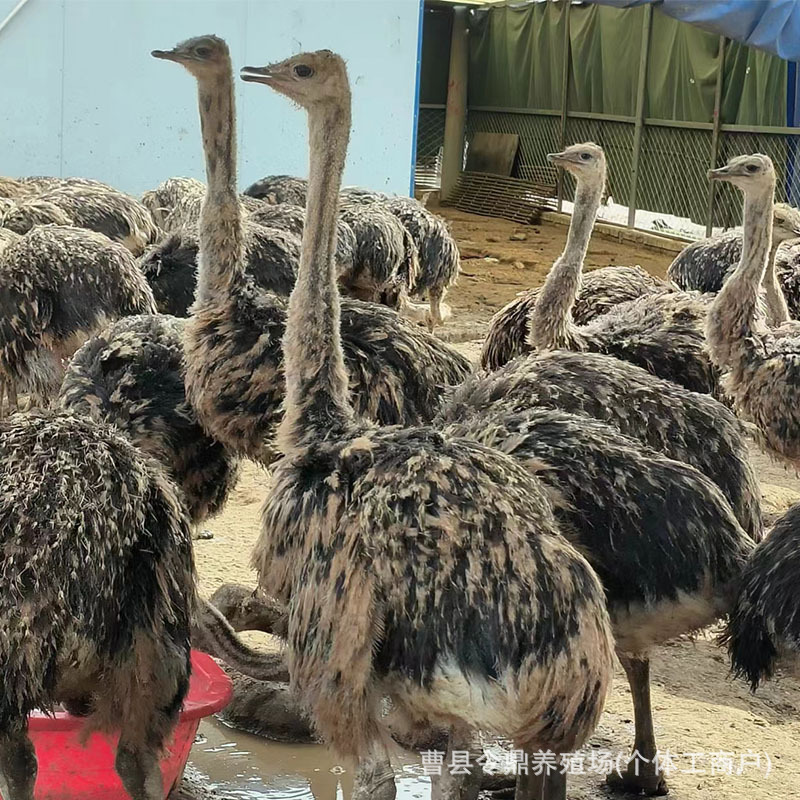 鸵鸟活体幼苗一对活苗驼鸟幼崽公母澳洲脱温小鸸鹋活物价格