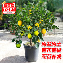 香水柠檬树盆栽带果可食用室内庭院种植四季结果广东无核青柠檬苗