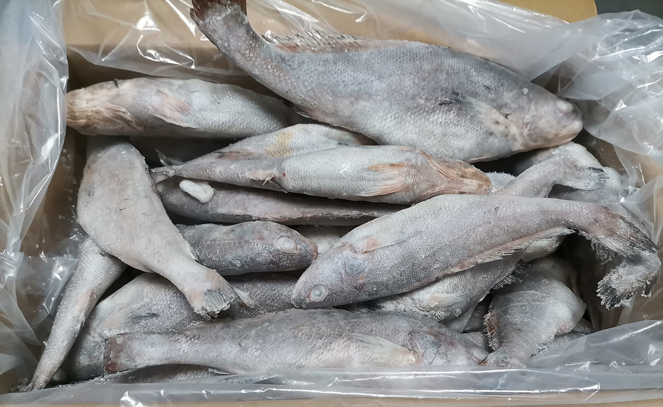 海鲜水产海洋捕捞小鳘鱼拖网单冻1-3条/斤米鱼冷冻小鮸鱼冻货敏鱼