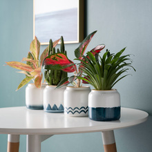 创意风手绘陶瓷花盆简约小绿植桌面摆件个性花器室内盆栽