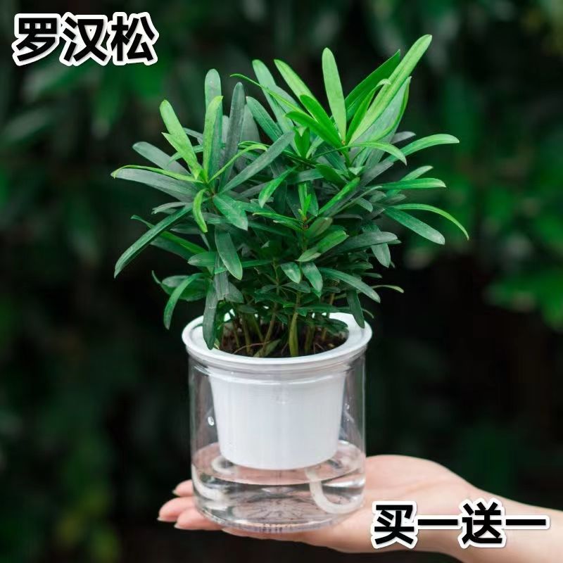 罗汉松盆栽绿植小叶雀舌罗汉松水培植物桌面室内耐四季常青花苗