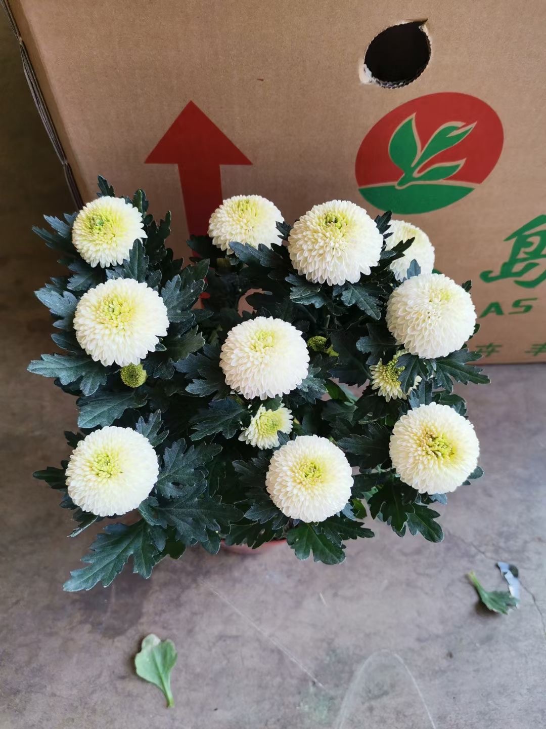 基地直供批发 丰岛单色乒乓菊 菊花 花卉盆栽多肉组盆 室内外绿植