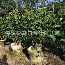 莲雾果树移植苗 百佳园艺 高度50公分 洋蒲桃