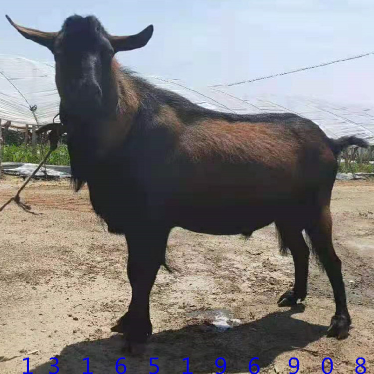 河南哪里卖体重180斤红鹿种公羊 萨能奶山羊3个月羊羔出售白山羊