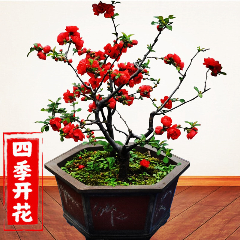 海棠花盆栽树苗盆景重瓣老桩庭院绿植物室内阳台庭院四季开花好养