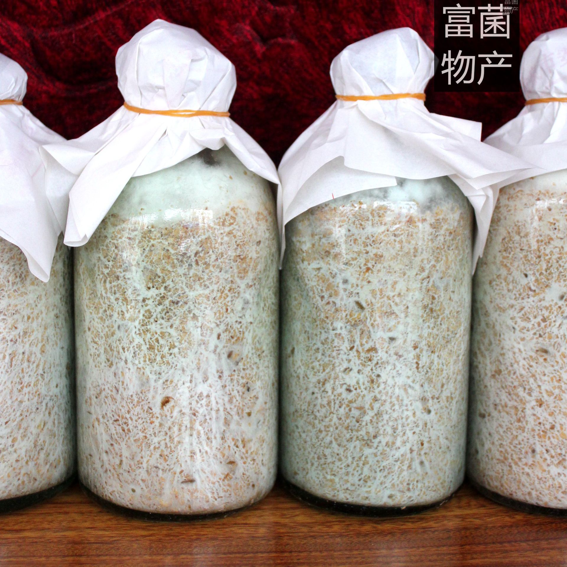 生态第一市供应原生态药用菌山地茯苓 提供菌种及栽培技术