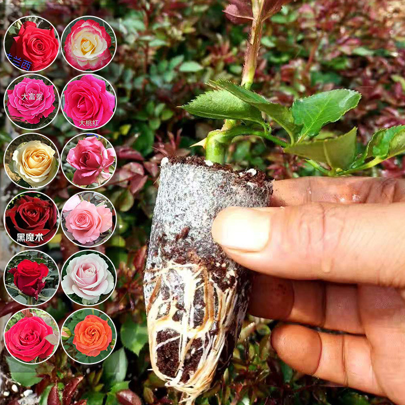 4万株昆明基地直批花卉种苗 玫瑰苗月季种苗 垂直绿化