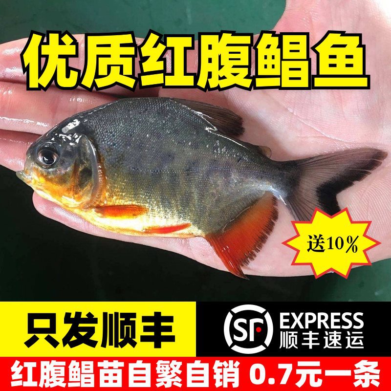 鲳鱼苗红腹白鲳鱼淡水养殖食用仓鱼苗肉食凶猛活体昌鱼好养观赏鱼
