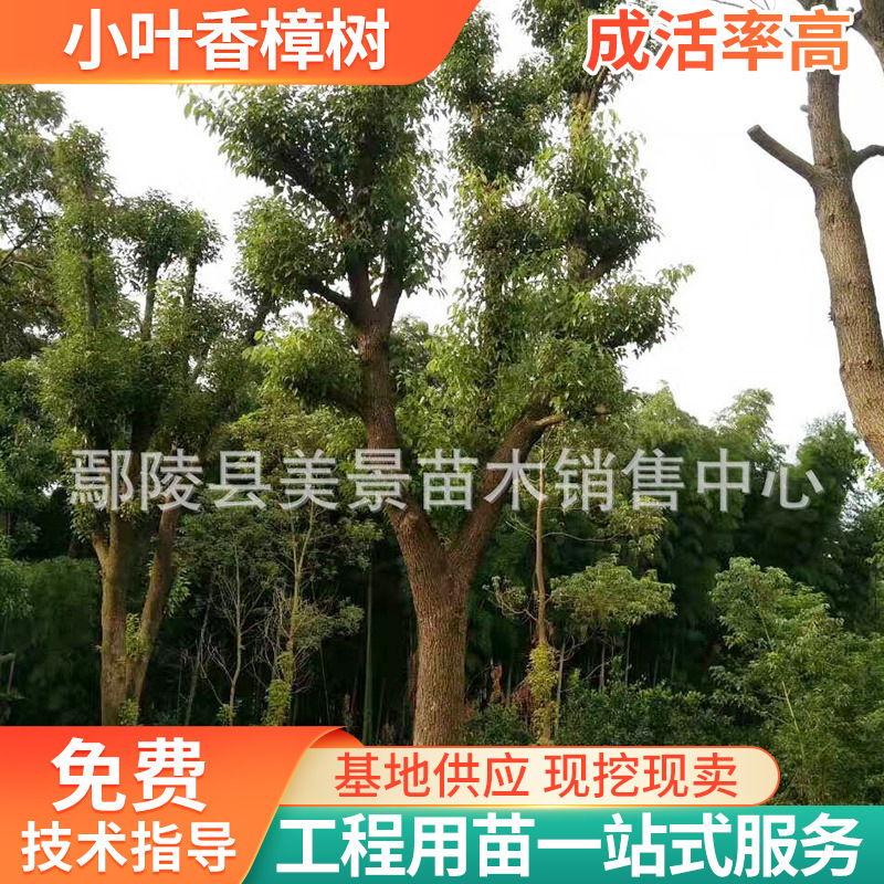 现货批发小叶香樟树绿化苗木绿植丛生香樟树苗移栽骨架香樟树树苗
