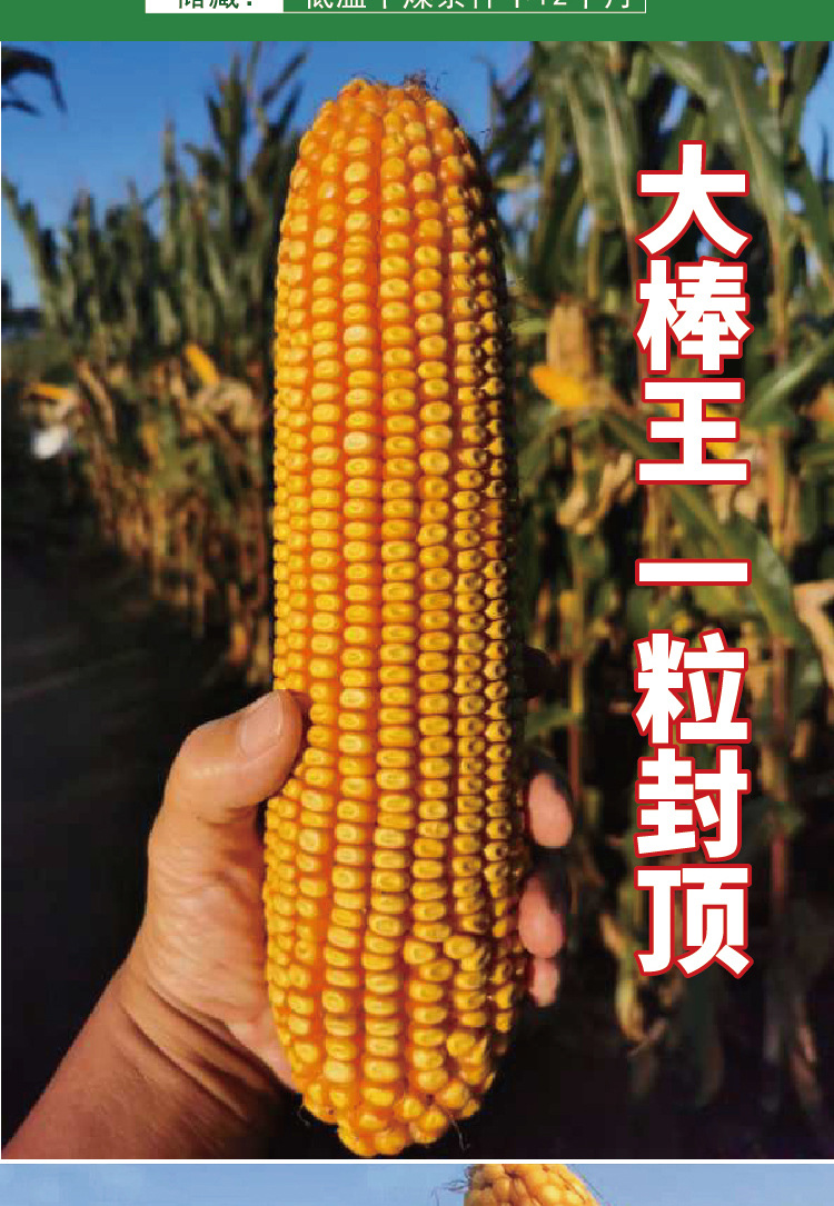 铁杆3000玉米种子产量高大棒苞米棒子孑国审饲料杂粮抗倒耐旱种籽