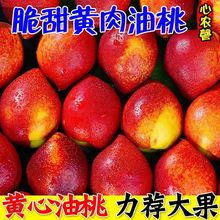 现摘黄心油桃5斤应季大桃子新鲜水果当季水密桃整箱蜜脆桃批发价