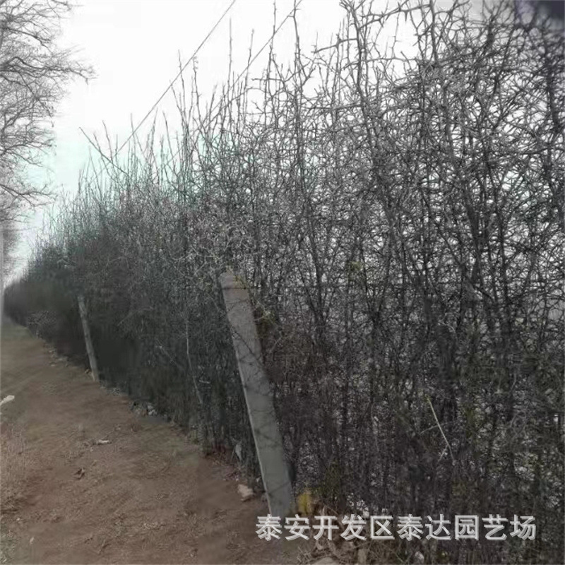 大量批发枳壳苗 围墙用带刺枳壳树苗 厂区果园用围墙枸橘苗