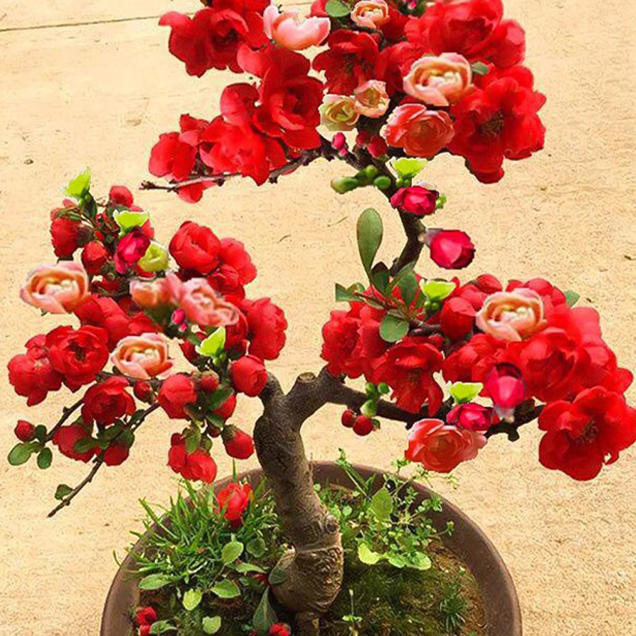 海棠花盆栽树苗重瓣长寿冠盆景老桩庭院植物室内花卉四季开花好养