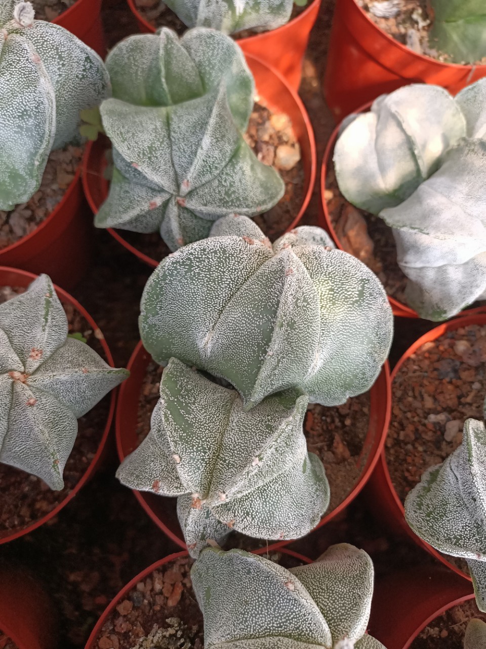 多头鸾凤玉2头起