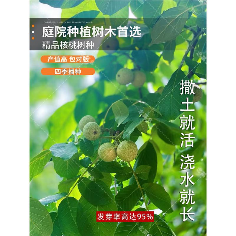 新采山核桃种子野生核桃树种子薄皮核桃树品种核桃种子山核桃种子