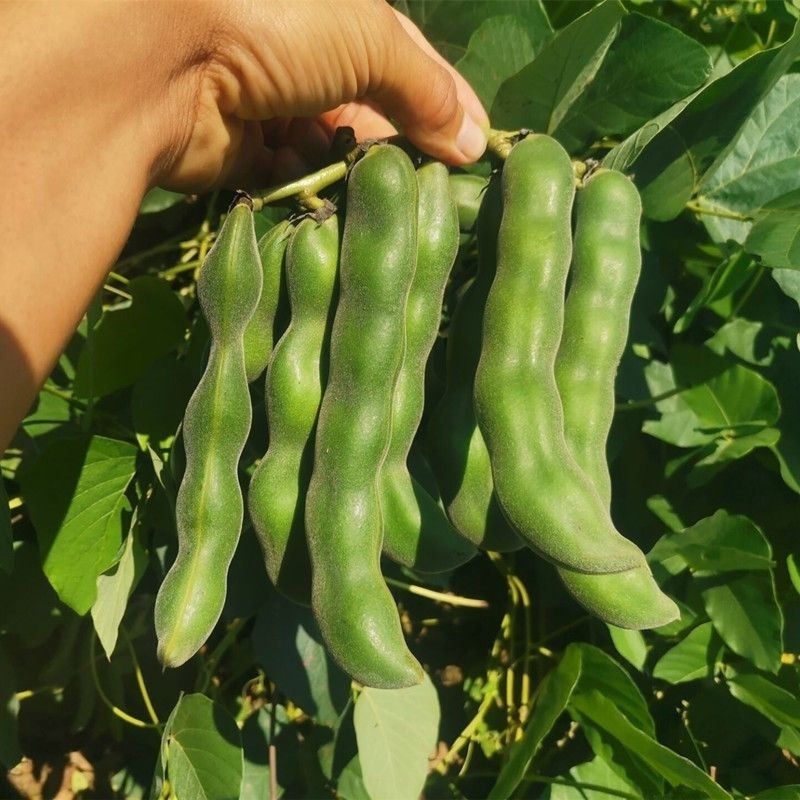 广西狗儿豆新鲜狗爪豆农家特产现摘龙爪豆虎老豆狗毛豆猫猫豆包邮