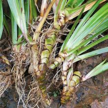 37天包换御卉阁品牌水菖蒲野生菖蒲假山草 各种水生植物园林 绿化植物