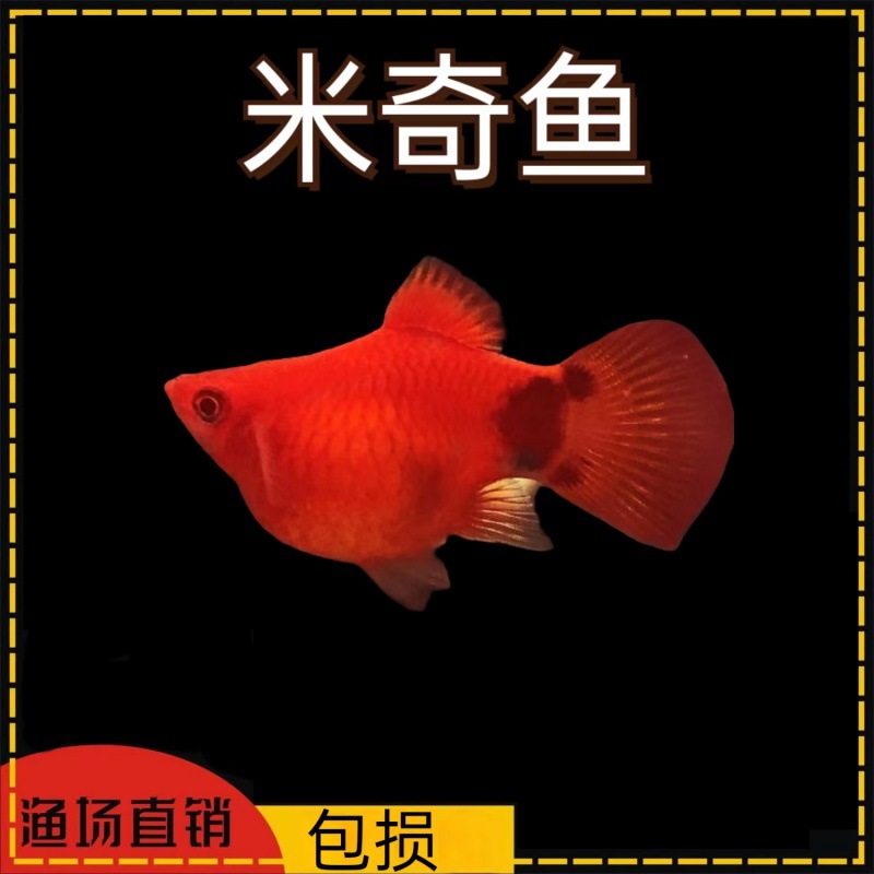 红米奇鱼胎生鱼热带观赏鱼小型鱼活体耐养玛丽鱼红箭月光鱼孔雀鱼