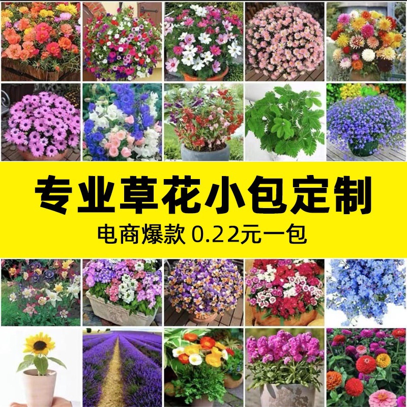 学生小包装阳台四季花卉组合波斯菊百日草花种子雏菊电商代发花籽