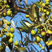 批发橄榄种子齐墩果橄榄果种子谏果青果青橄榄工艺食用油橄榄种籽
