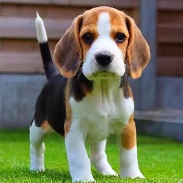 出售纯种比格犬大耳朵比格火兔幼犬米格鲁比格猎兔犬家养短毛宠物