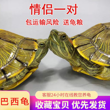 巴西龟苗宠物淡水龟红耳龟水龟家养龟小乌龟活物龟粮外塘龟情侣龟