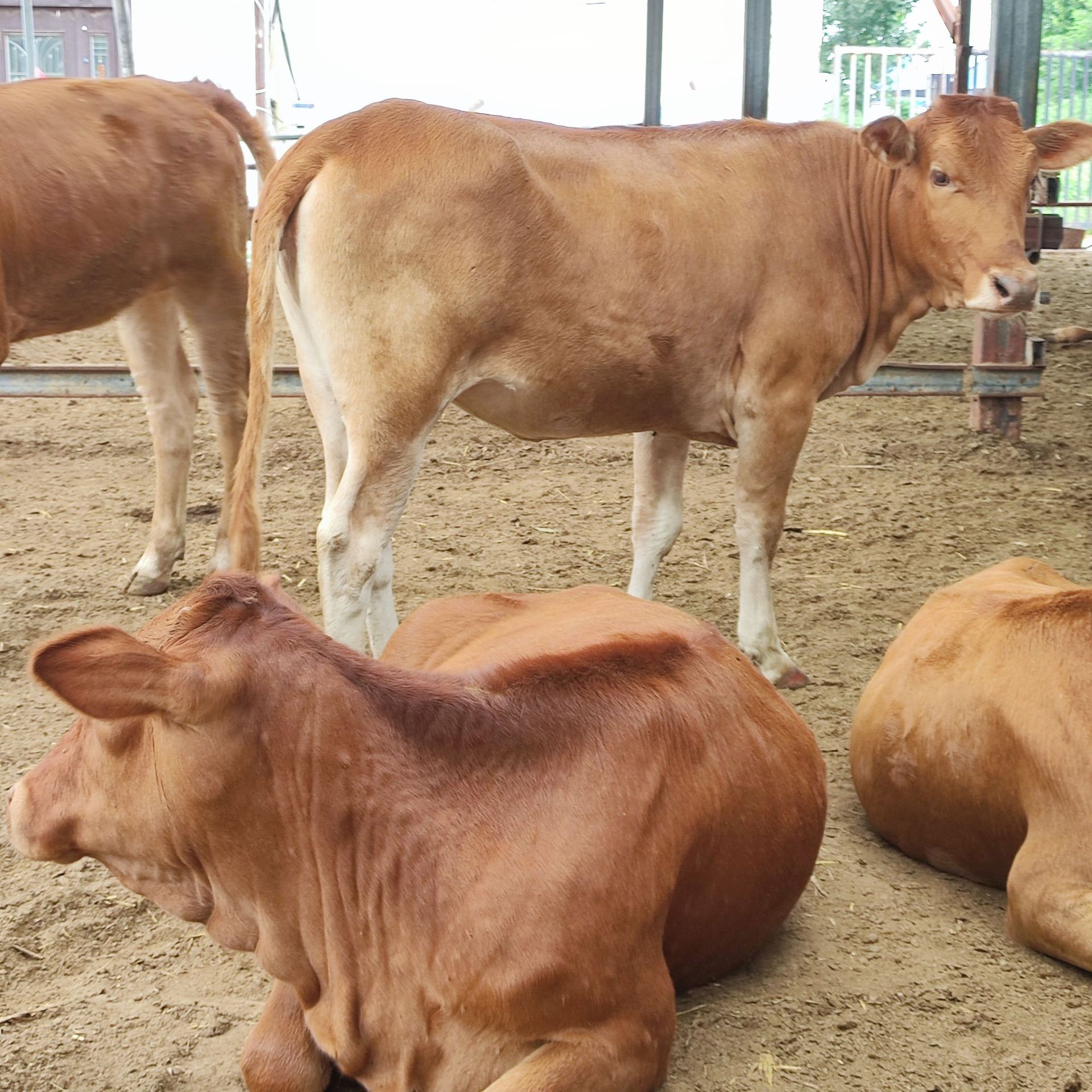 四川小黄牛价格