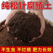 腐殖土腐熟松针腐叶多肉绿萝通用型营养土种花酸性透气有机土壤热