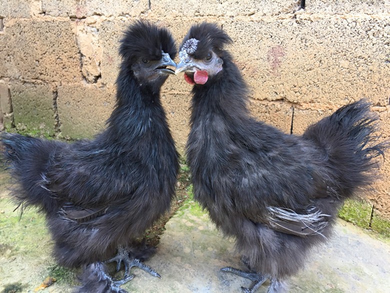 出售黑凤鸡苗 黑乌鸡苗