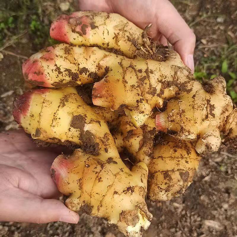 特惠装】新鲜铁棍山药豆5斤淮山约豆中大号山药豆豆糖葫芦山药蛋-报价