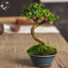 珍珠黄杨盆景绿植小盆栽微型植物室内绿植好养四季常青一物一拍