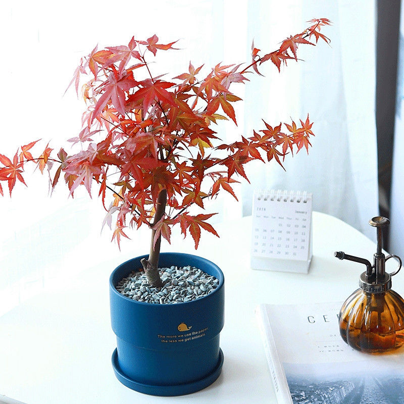 抗冻日本红枫红舞姬盆景四季好养活绿植室内桌面阳台花卉花草盆栽