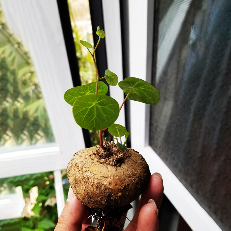 云南红藤山乌龟金不换圆叶带芽爬藤植物盆栽室内水培懒人绿植精选