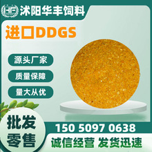 原厂直供芳香浓郁适口性好金黄色玉米干酒糟DDGS高蛋白酒糟DDGS