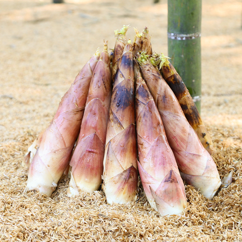 建瓯雷笋新鲜春笋雷竹笋小竹笋麻竹笋雷公笋现挖野生去老根5斤装