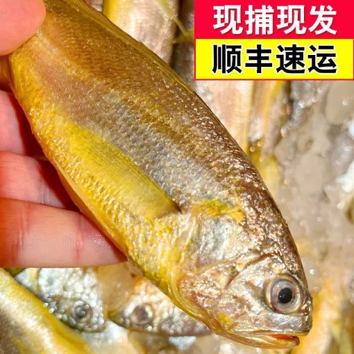 顺丰包邮黄姑鱼新鲜小黄鱼深海鱼海鲜水产海鲜鱼鲜活冷冻非大黄鱼