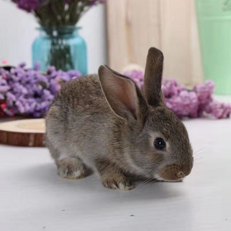 兔子活物月月兔家宠自家养家兔可长20斤比时兔苗小白兔