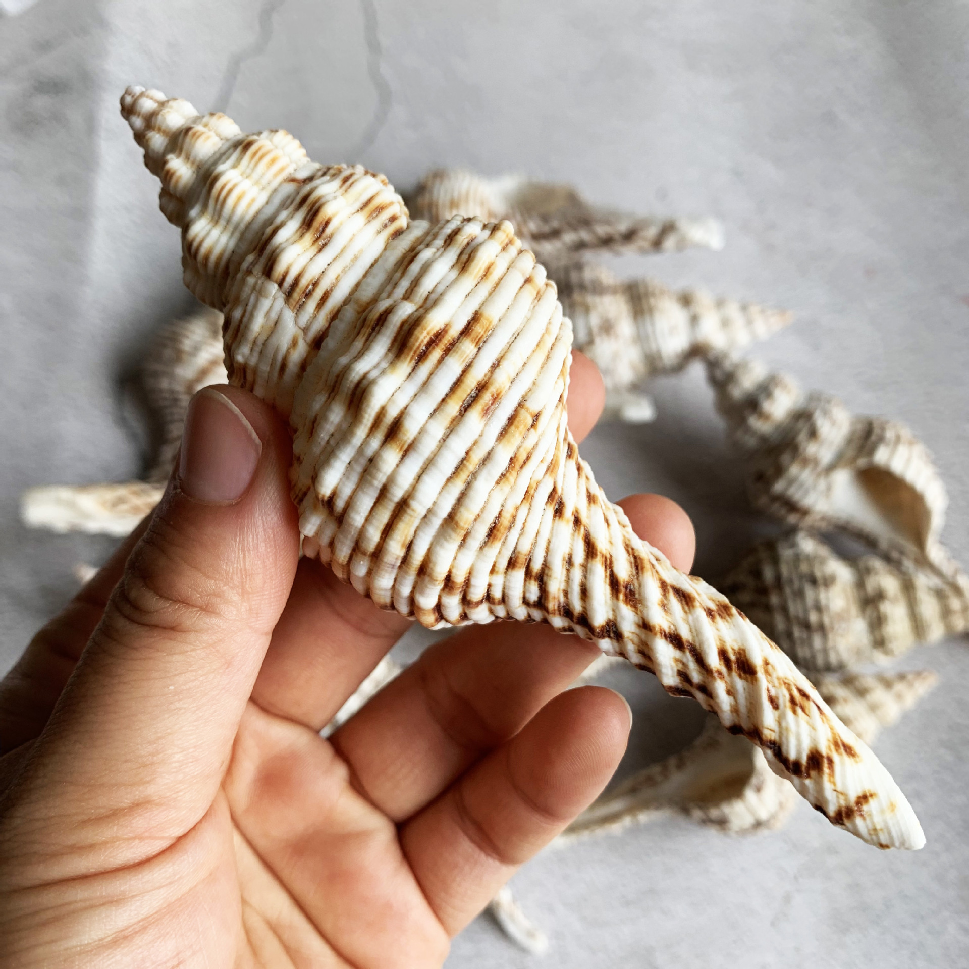 厂家货源 白旋螺 长旋螺地中海天然贝壳海螺标本螺 地台摄影装饰