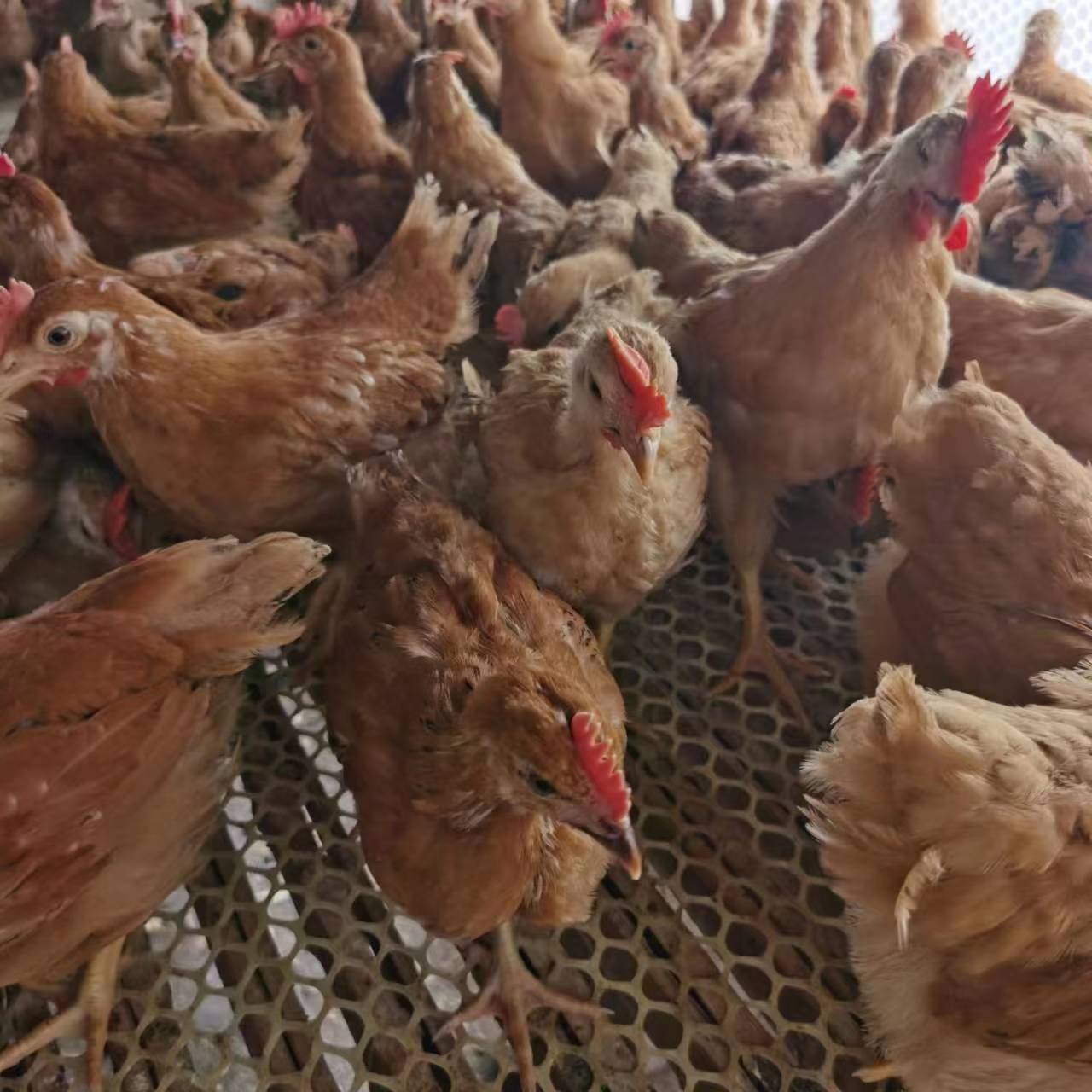 活禽交易请遵守各地活禽交易法律法规和屠宰,检验检疫规定.