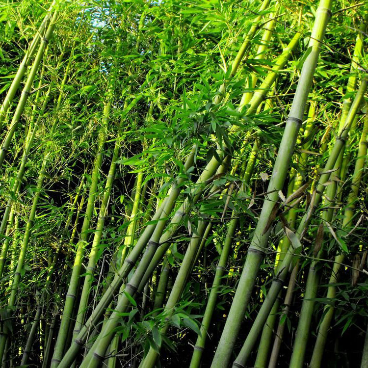 【淡竹竹类】-淡竹竹类厂家,品牌,图片,热帖-阿里巴巴