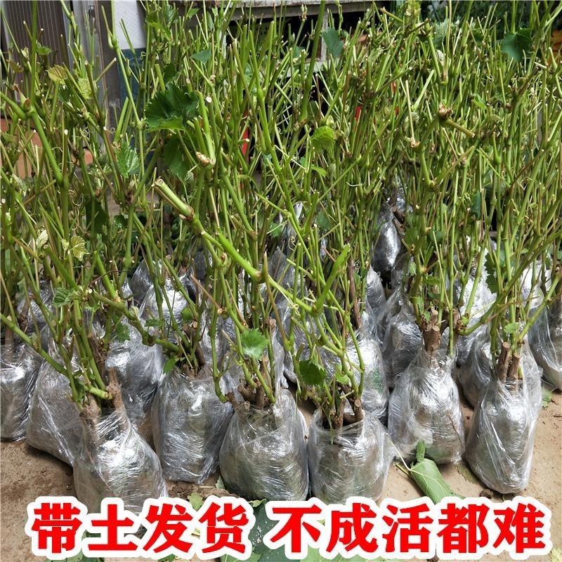 阳光玫瑰葡萄苗当年结果庭院抗寒爬藤南方北方种植品种葡萄树苗