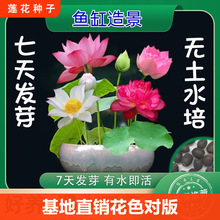 四季开花种子水培植物花卉室内水养荷花盆栽客厅阳台水生庭院种植