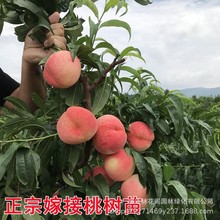 桃树果苗嫁接桃树苗水蜜桃树苗黄桃树苗当年结果南方北方种植树苗