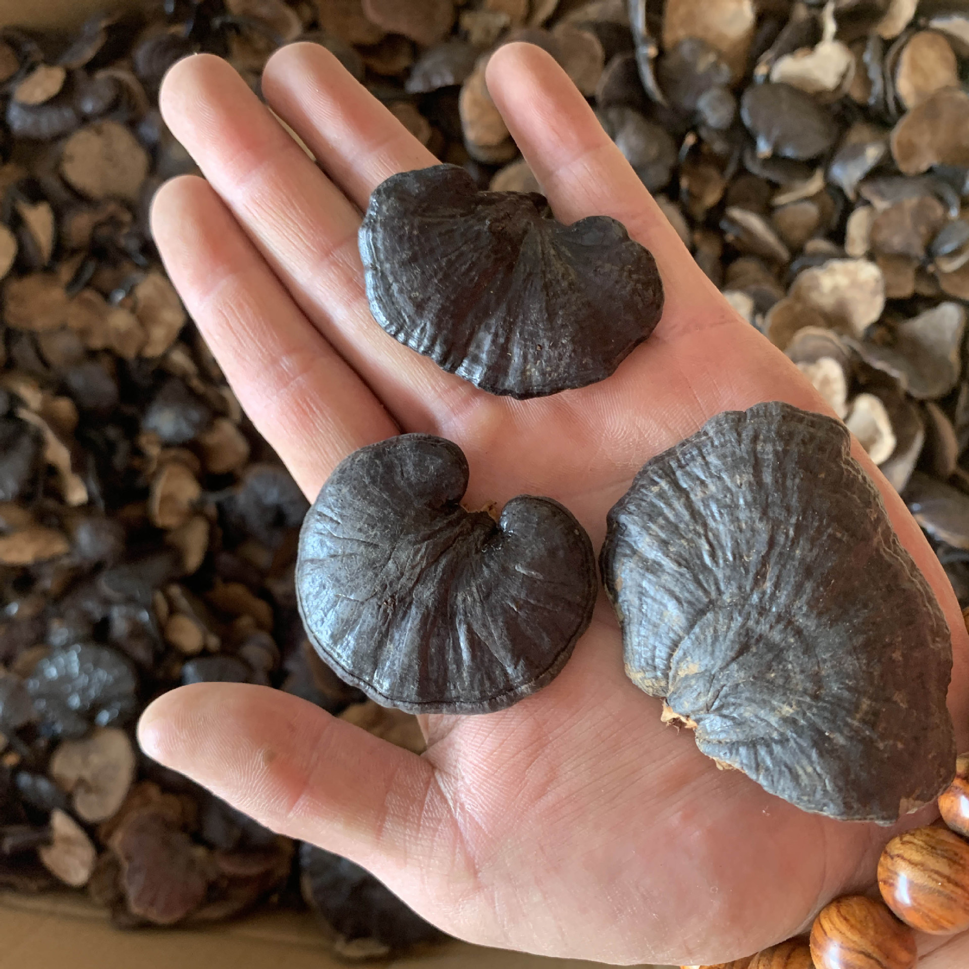 灵芝批发 竹灵芝赤芝一手货源灵芝孢子粉深山特产滋补