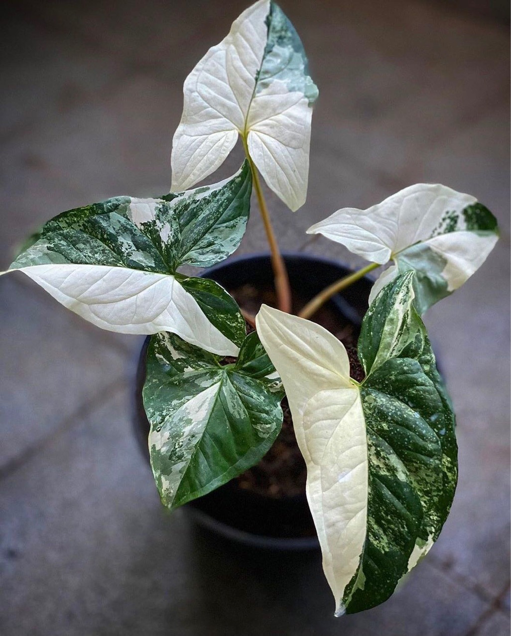 白锦合果芋 室内盆栽绿植花卉批发