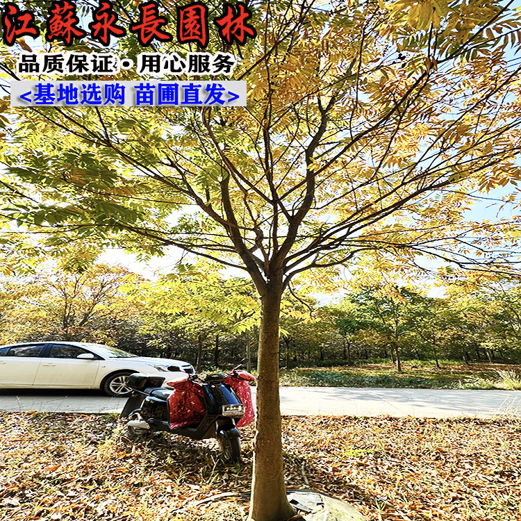 无患子树苗 基地批发无患子大树苗 观叶无患子苗园林绿化乔木工程