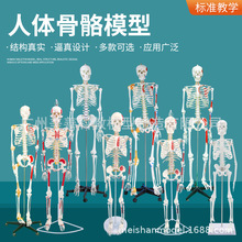 人体骨骼骨架模型成人骨骼脊椎分椎间盘关节医学标准教学全身模型