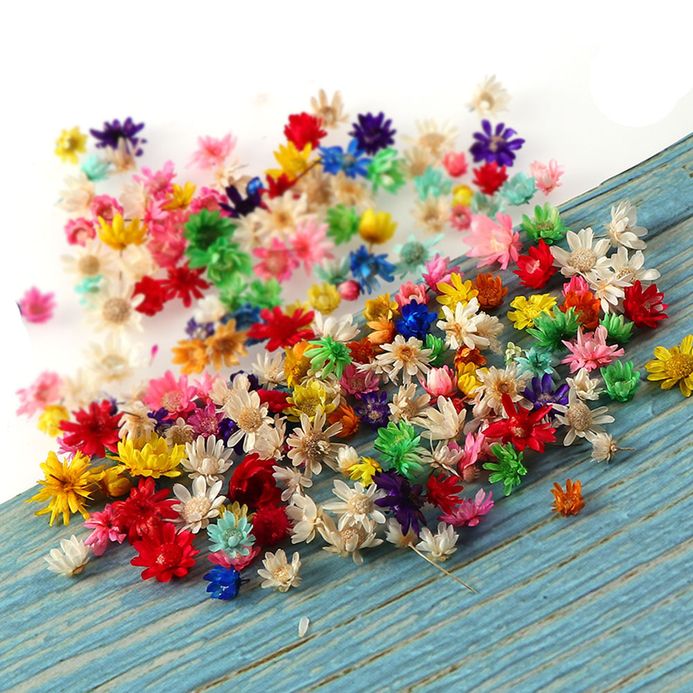 New Natural Little Star Flower Head DIY Garland Home Crystal Glue Filler Wedding Celebration Decoration Dried Flower Material